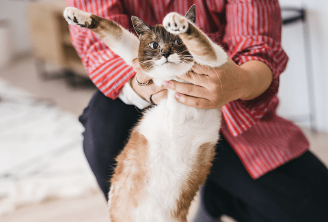 猫の切り抜き